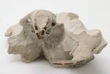 Fossil Squirrel-Like Mammal (Ischyromys) Skull - Wyoming #197366-5